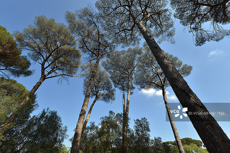 意大利罗马艾达萨沃亚别墅内的石松图片素材