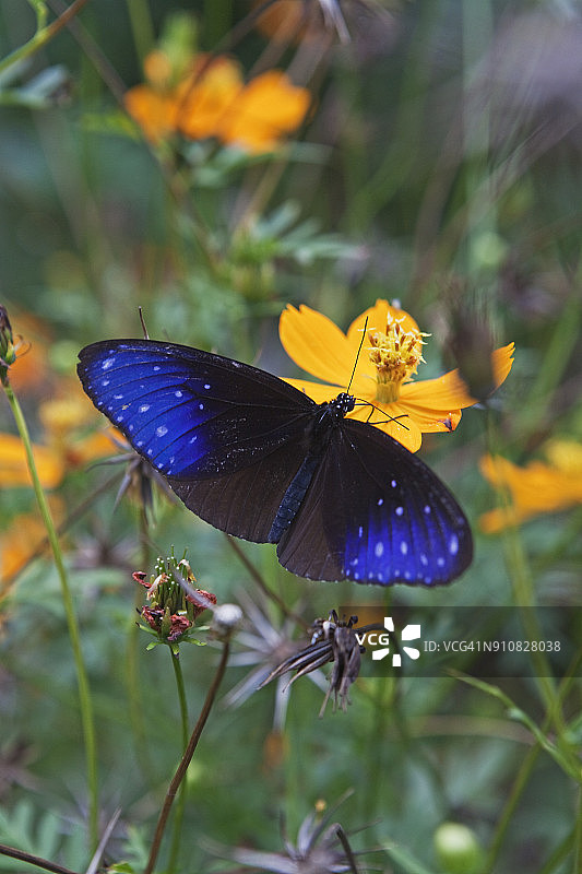 蓝色条纹乌鸦凤蝶图片素材