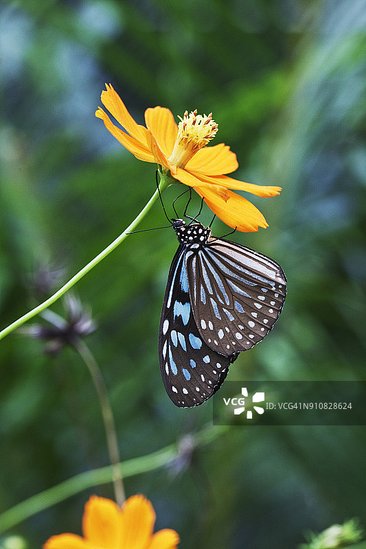蓝色条纹乌鸦凤蝶图片素材