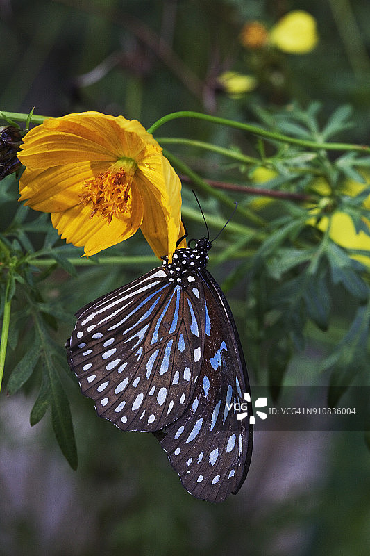 蓝色条纹乌鸦凤蝶图片素材
