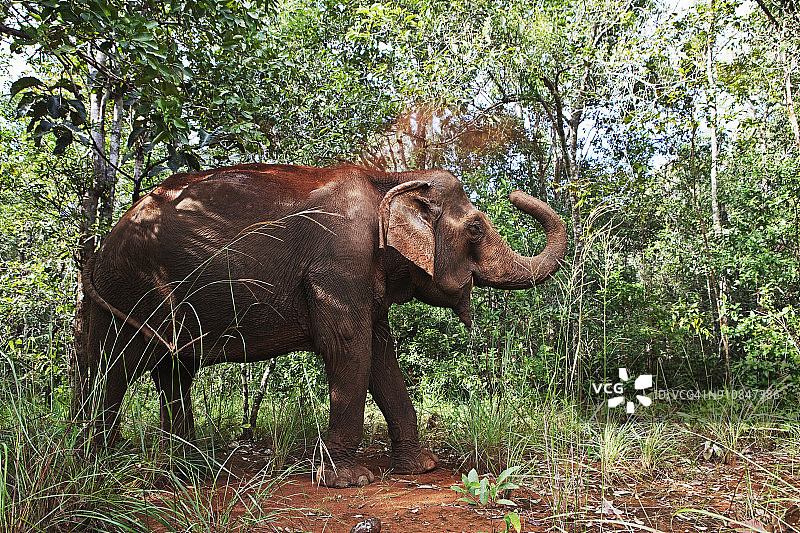 柬埔寨蒙多基里省大象保护区图片素材