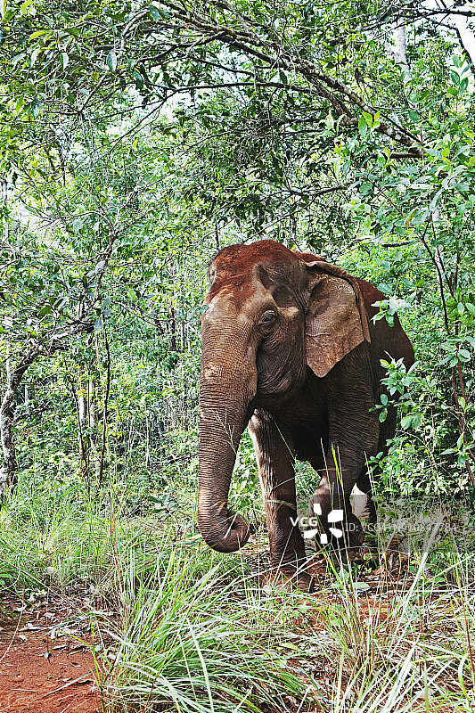 柬埔寨蒙多基里省大象保护区图片素材