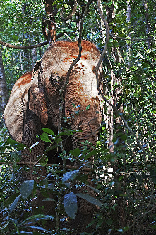柬埔寨蒙多基里省大象保护区图片素材