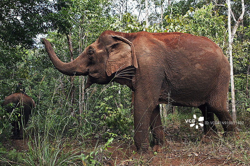 柬埔寨蒙多基里省大象保护区图片素材