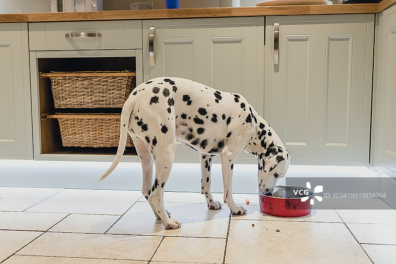 斑点狗吃晚餐图片素材