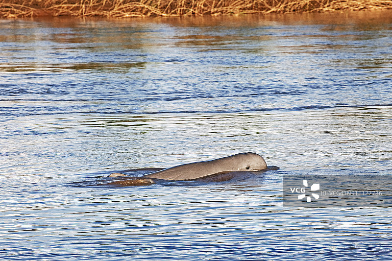 柬埔寨桔井的淡水海豚图片素材