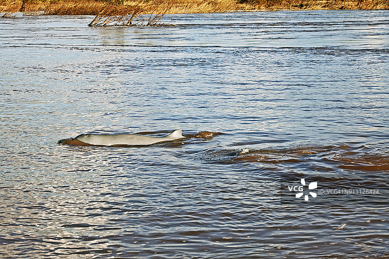 柬埔寨桔井的淡水海豚图片素材