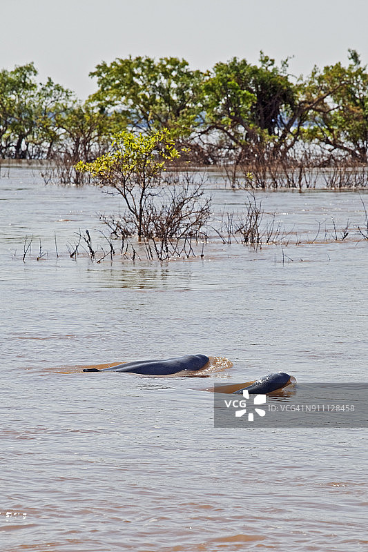 柬埔寨桔井的淡水海豚图片素材