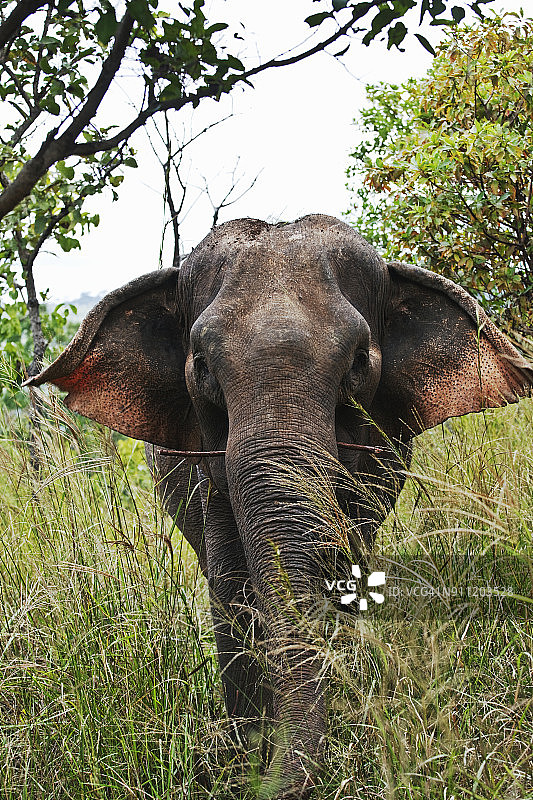 柬埔寨蒙多基里省大象保护区图片素材