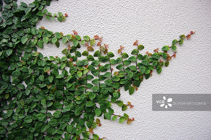 一栋建筑外墙上生机勃勃的络石藤图片素材