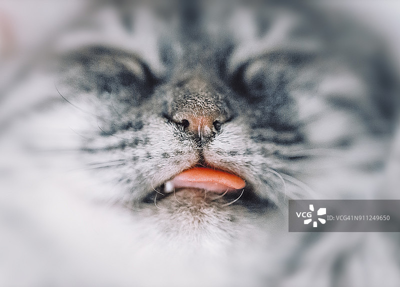 熟睡小猫的舌头微距特写图片素材