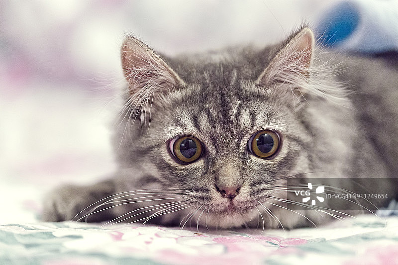 沙发上的可爱小猫肖像图片素材