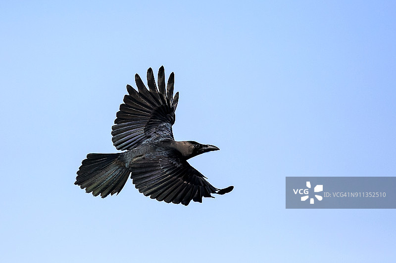乌鸦飞行图片素材