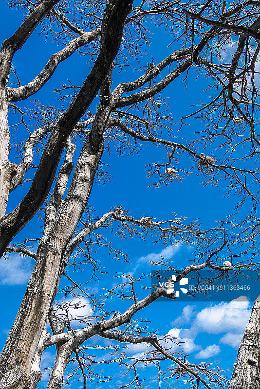 树上的鸟儿图片素材