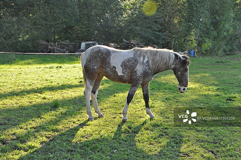 马在牧场上玩球图片素材