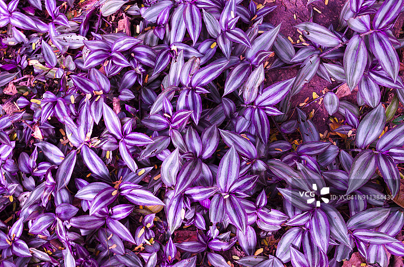 吊竹梅图片素材