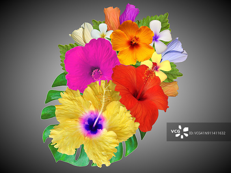 各种颜色的木槿花图片素材