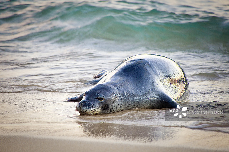 夏威夷僧海豹：夏威夷濒危野生动物图片素材