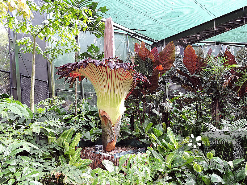 巨魔芋图片素材