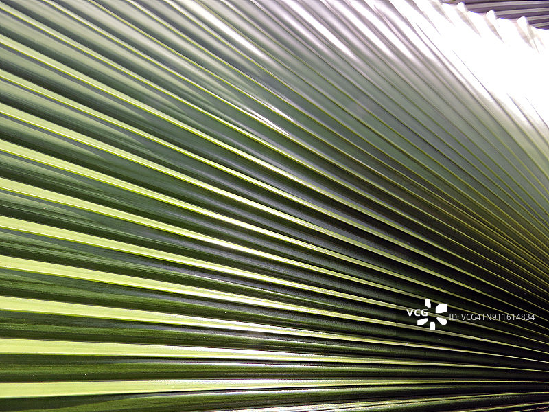 扇叶棕榈图片素材