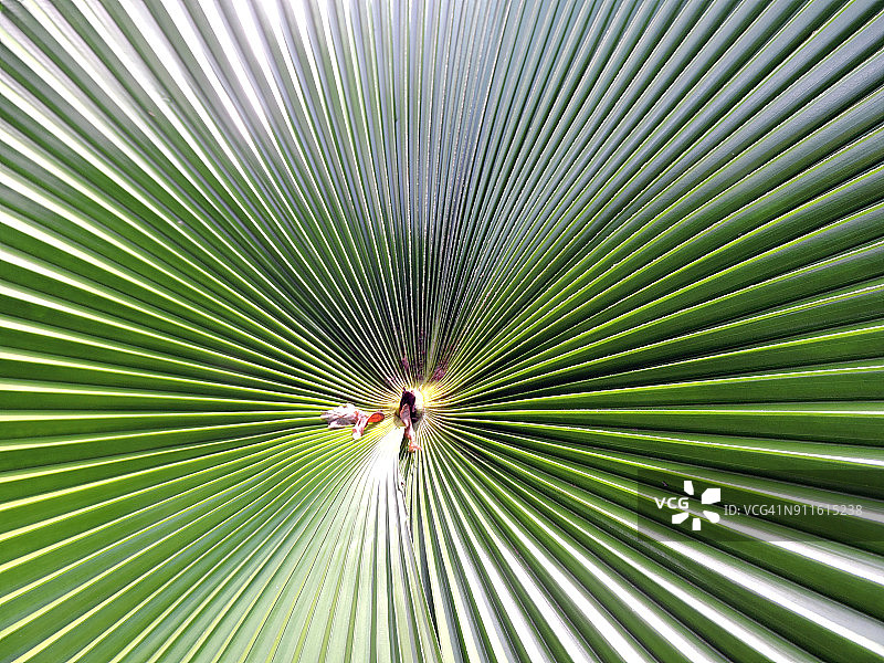 扇叶棕榈图片素材