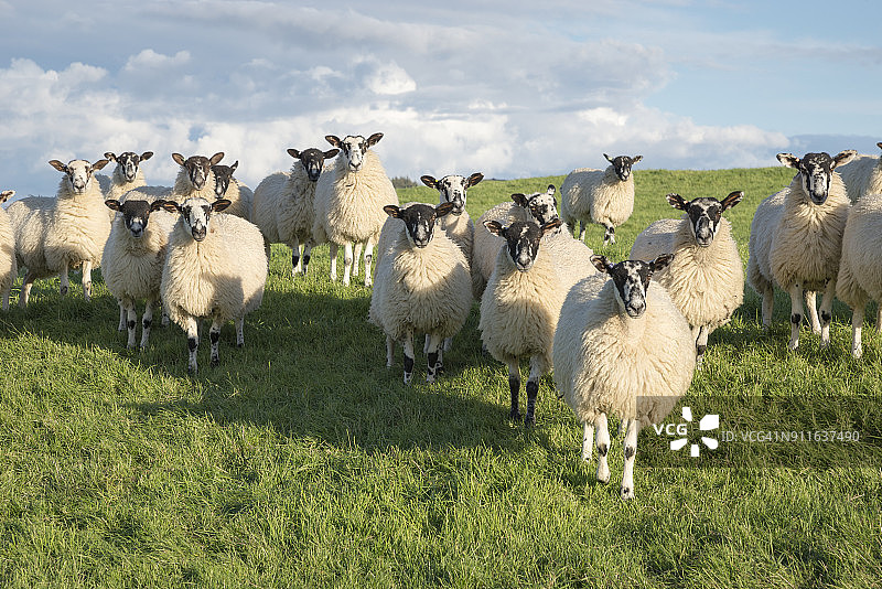 北约克郡田野里的斯瓦勒代尔绵羊群图片素材