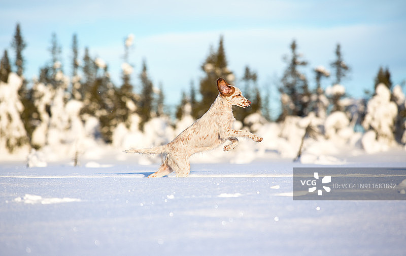 在挪威奥普兰郡的皑皑白雪中奔跑的英国雪达犬图片素材