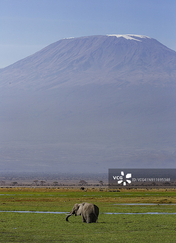 乞力马扎罗山下的大象图片素材