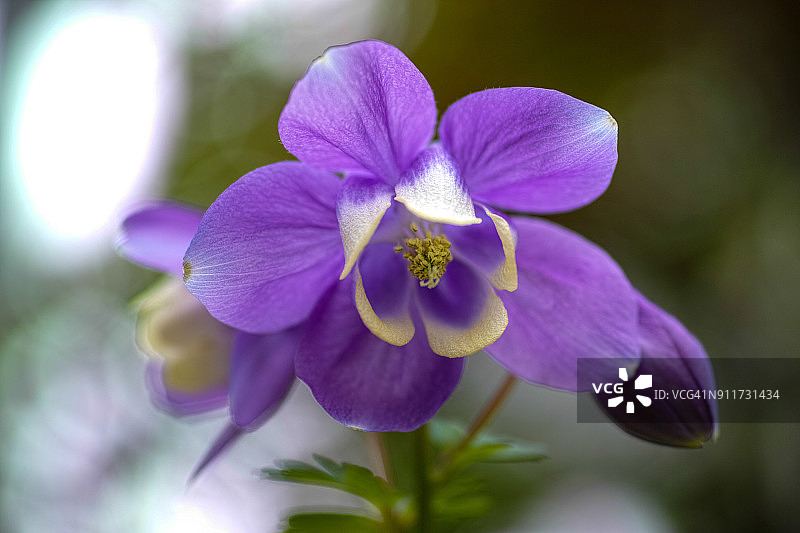 紫色美人图片素材