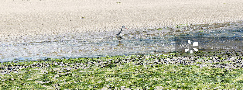 索奇河中捕鱼的苍鹭：威尔士海岸路径图片素材
