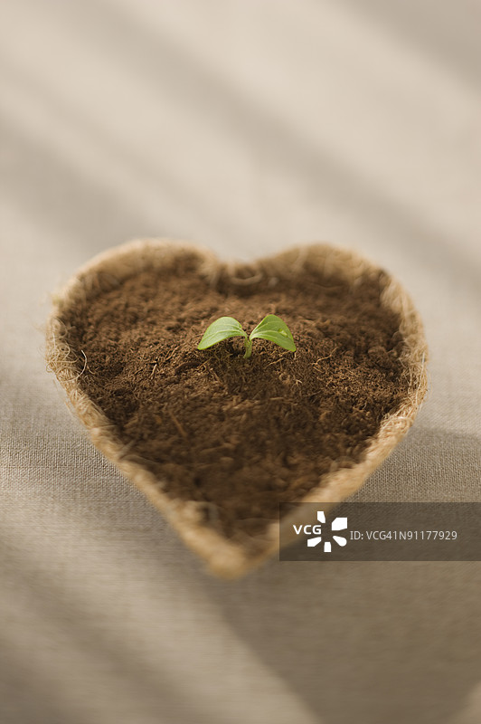 心形花盆中的幼苗图片素材