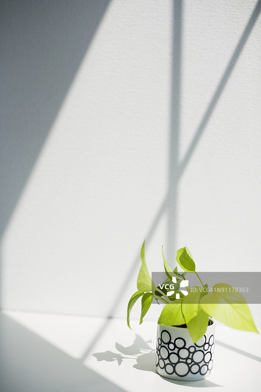 盆栽植物图片素材