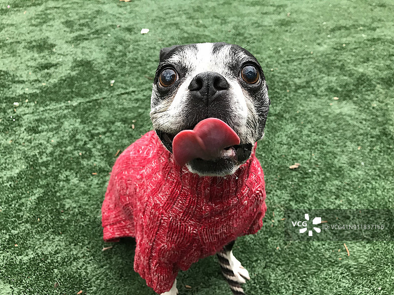 穿着红色毛衣的波士顿梗犬图片素材