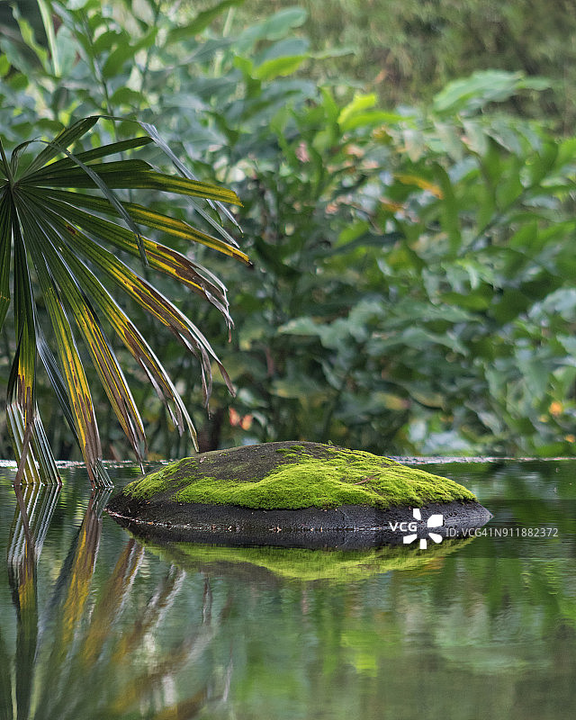 长满苔藓的石头图片素材