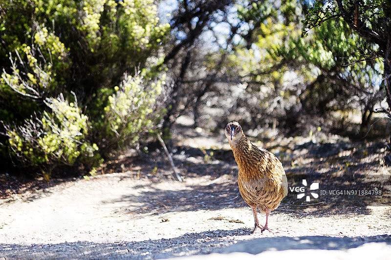 在新西兰步道上行走的棕色秧鸡图片素材