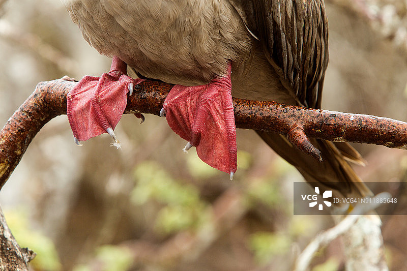 加拉帕戈斯群岛树枝上的红脚鲣鸟图片素材