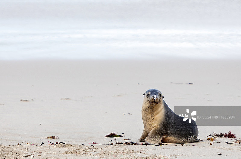 在海滩上看着镜头的澳大利亚海狮，鼻子上粘着羽毛图片素材