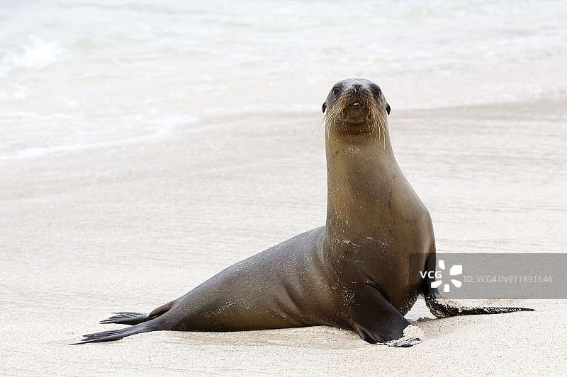 厄瓜多尔圣克里斯托瓦尔岛海滩上的海狮图片素材