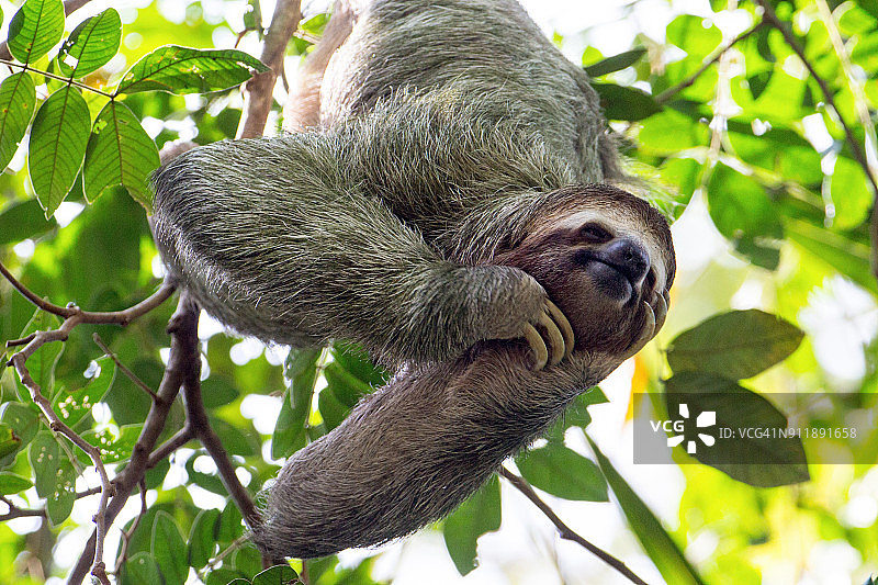 在树上微笑的树懒图片素材