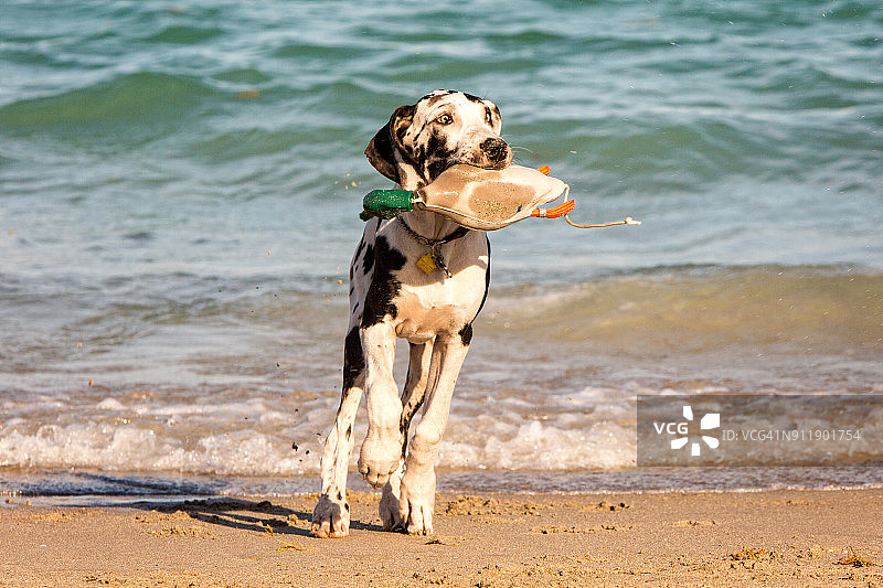 在佛罗里达海滩上捡玩具鸭子的斑点狗图片素材