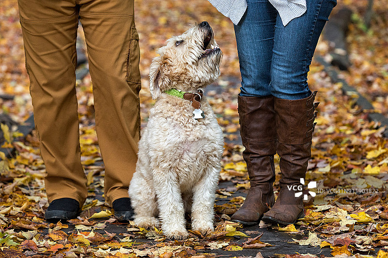 秋叶中坐在主人腿间的软毛麦色梗犬图片素材