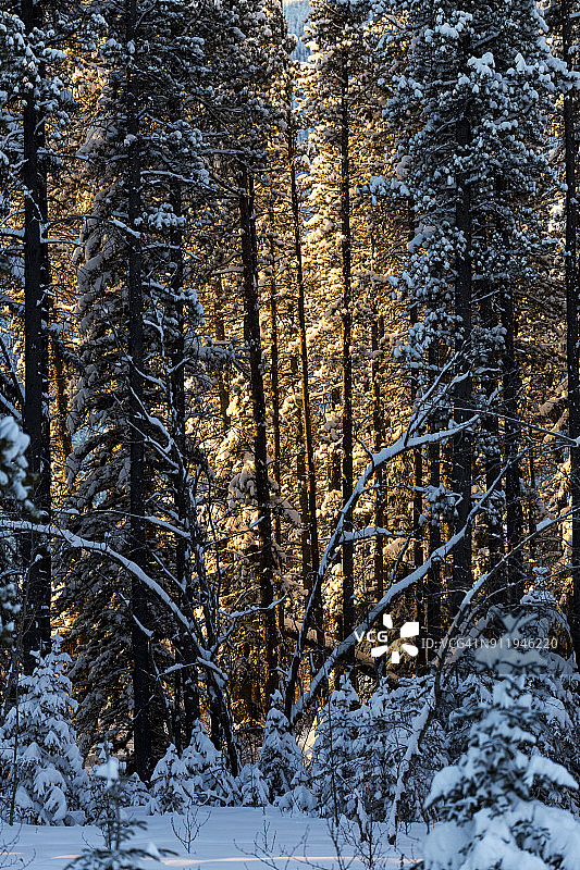 阳光穿过覆盖着白雪的森林图片素材