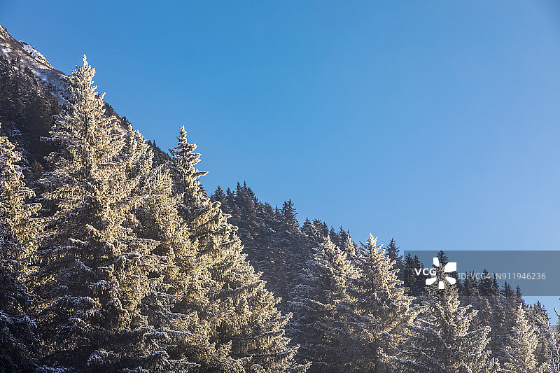 阿拉斯加的回头湾的霜冻常绿树图片素材