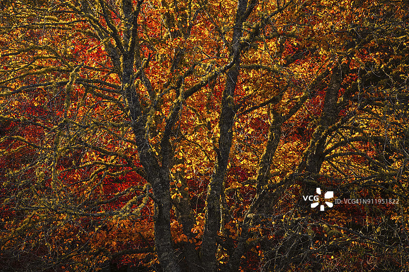 国家公园秋日夕阳树木图片素材