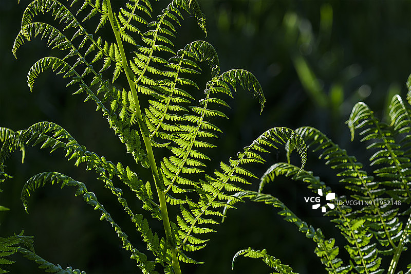 森林中逆光照射的蹄盖蕨叶图片素材