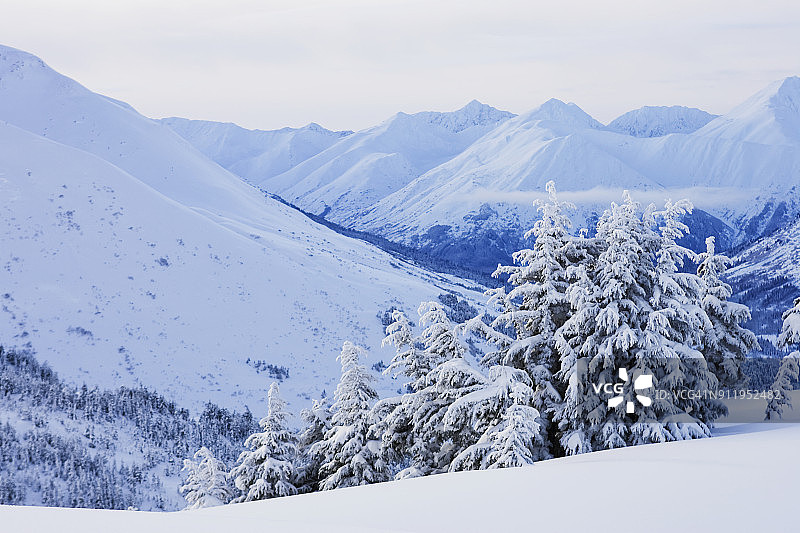 冬季白雪覆盖的山脉和树木图片素材