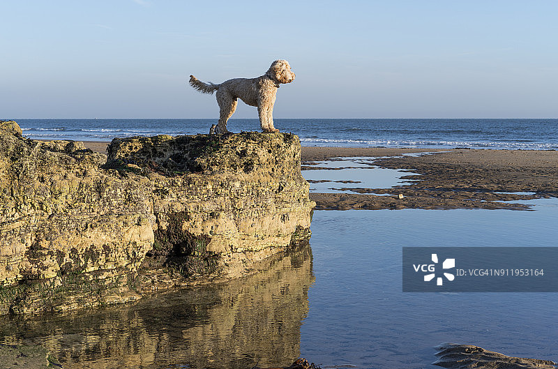 小狗站在岩石上眺望水面图片素材