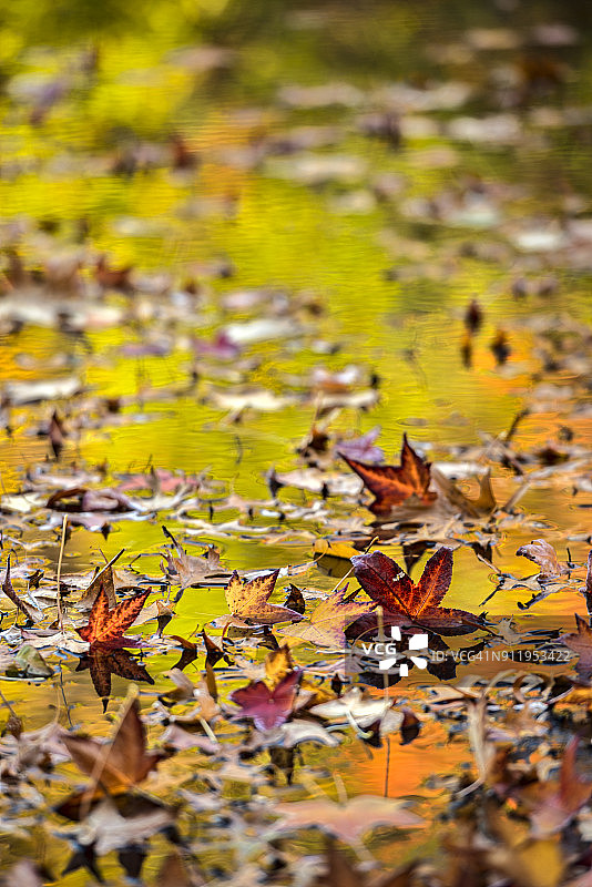 纽约植物园双湖区，树叶覆盖的湖面映衬着秋色树叶图片素材