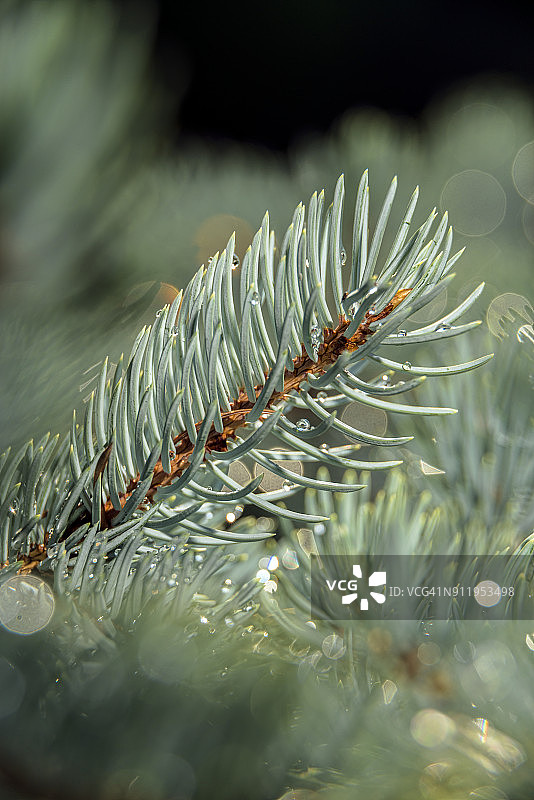 蓝色云杉松针，纽约植物园图片素材