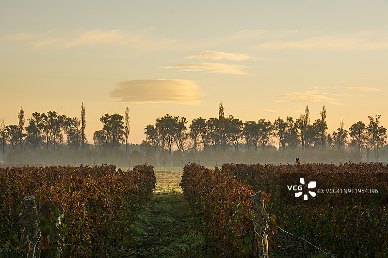 秋雾中的葡萄园日出图片素材